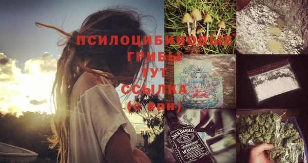 сатива Горняк